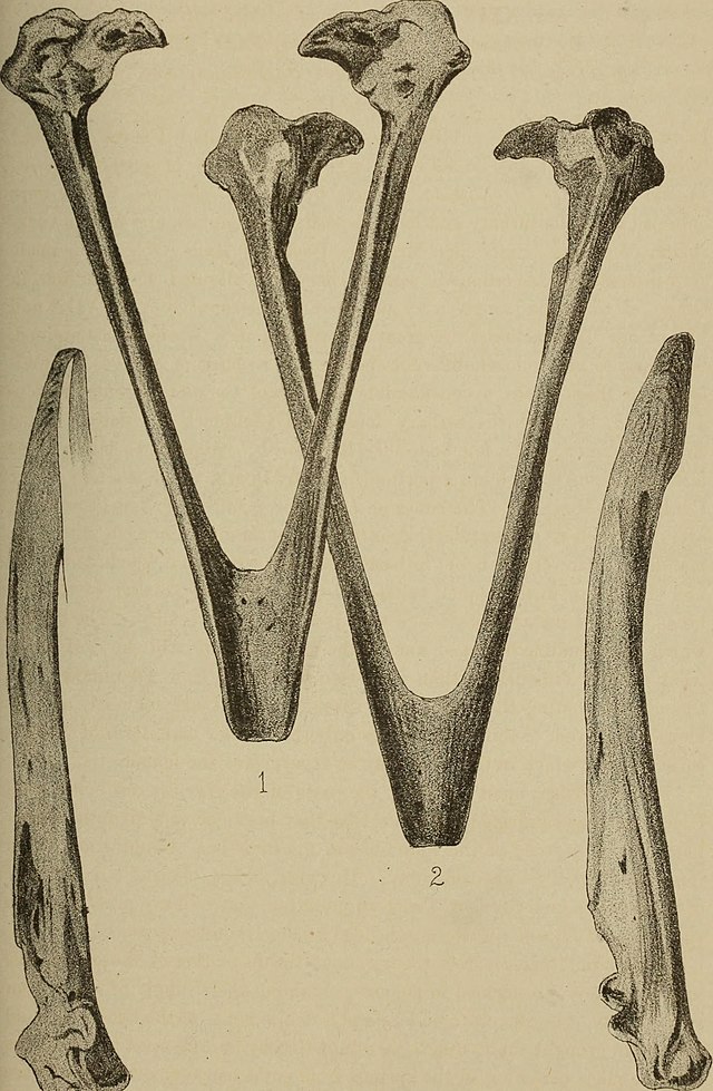 Some Harpagornis bones
