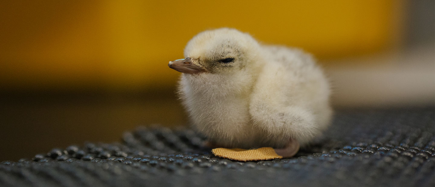 A baby tara iti chick!