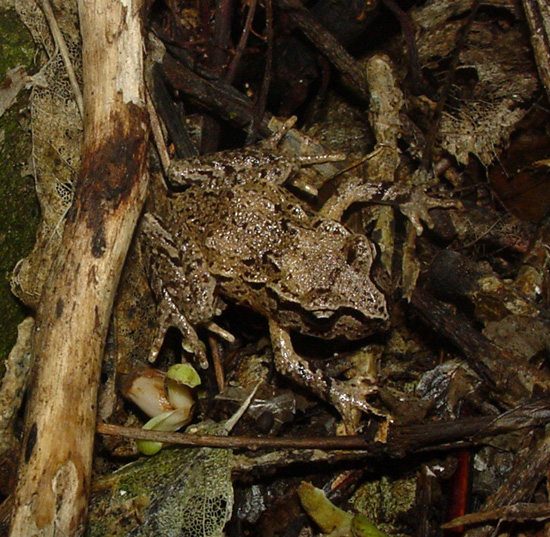 Hamilton's frog
