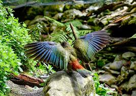 Kea Bird Image