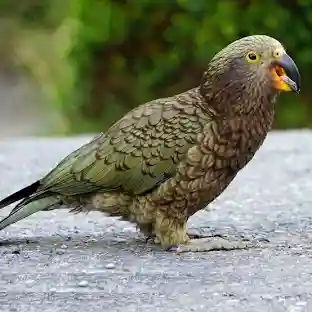Kea Bird Image