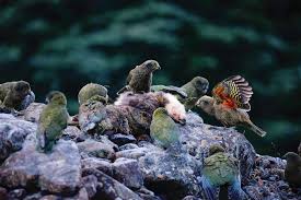 Kea Bird Image